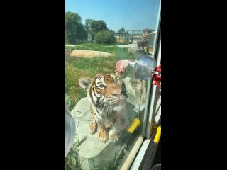 the only way to feed the tigers.