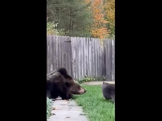 cat vs bear